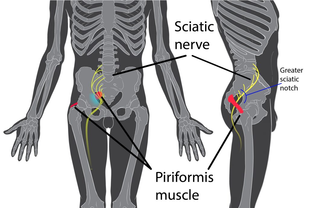 Sciatic Nerve route